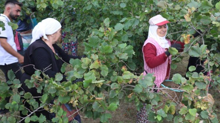 Karadenizde fındık hasadı başladı