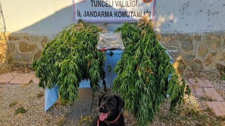 Tuncelide 46 kök kenevir ve 400 gram kubar esrar ele geçirildi