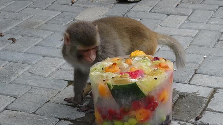 Konya’da sıcaktan bunalan hayvanlara buzlu meyveler verildi