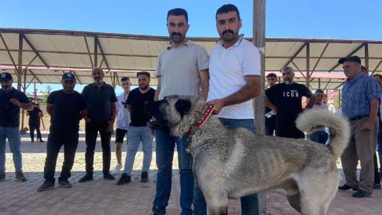 Kangal Köpeği Festivalinde Ziraat Odası ödülleri topladı