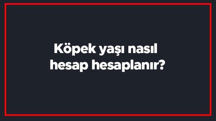 Köpek yaşı nasıl hesap hesaplanır Köpek yaşı hesaplama (İnsana göre)