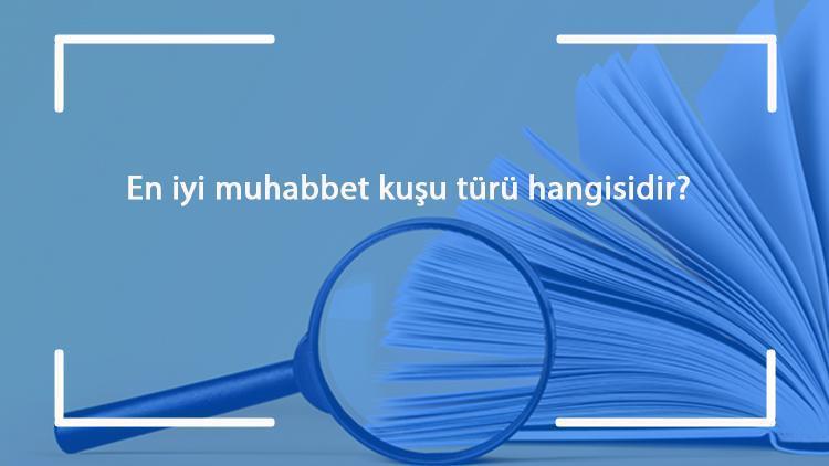 En iyi muhabbet kuşu türü hangisidir Hangi renk muhabbet kuşu daha iyi konuşur ve cana yakın olur