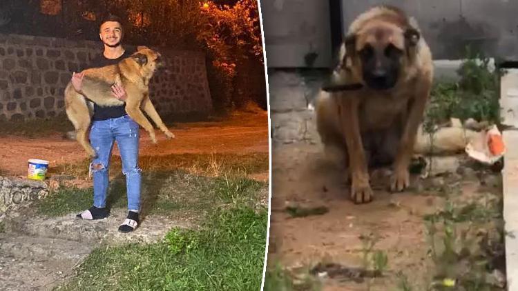 Arbedede bekçiyi ısıran köpeğe 2 gün gözaltı