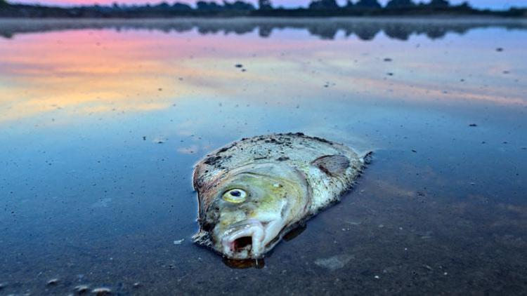 Oder Nehri’nde neler oluyor