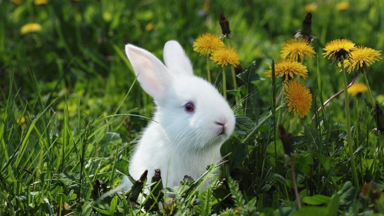 Tavşan Nerede Yaşar Ve Barınır Tavşanlar Nasıl Ortamları Sever Ve Yaşamak İster