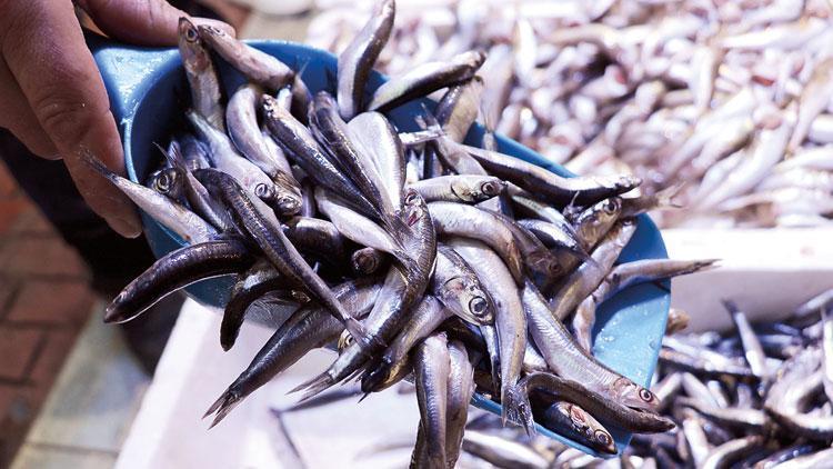 Av yasağı sona ererken balıkçılara ve tüketicilere uyarı... Balıkların boyutuna dikkat