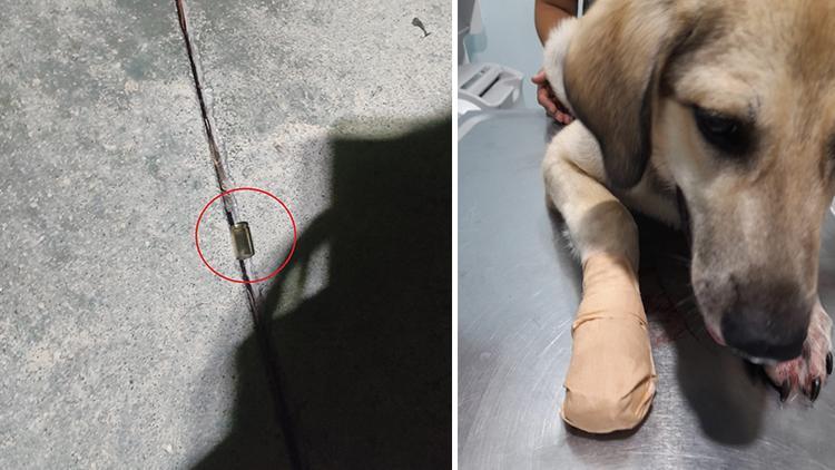 Ankarada sokak köpeğini bacağından vurdular