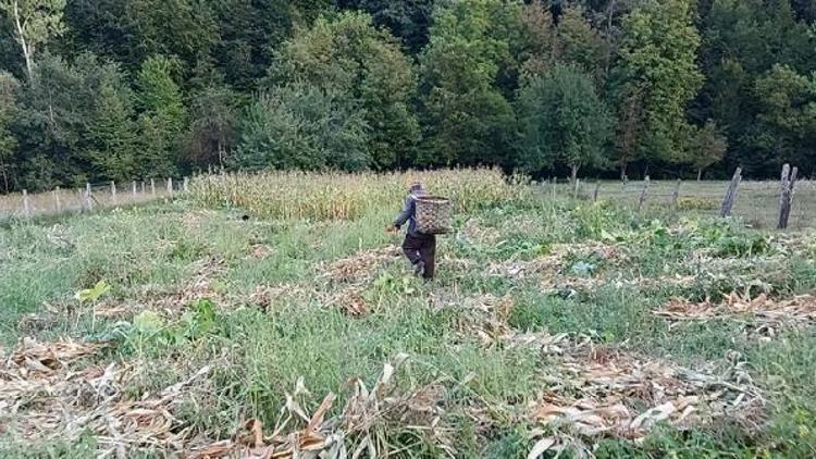 200 yıllık mısır imecesi sürdürülüyor