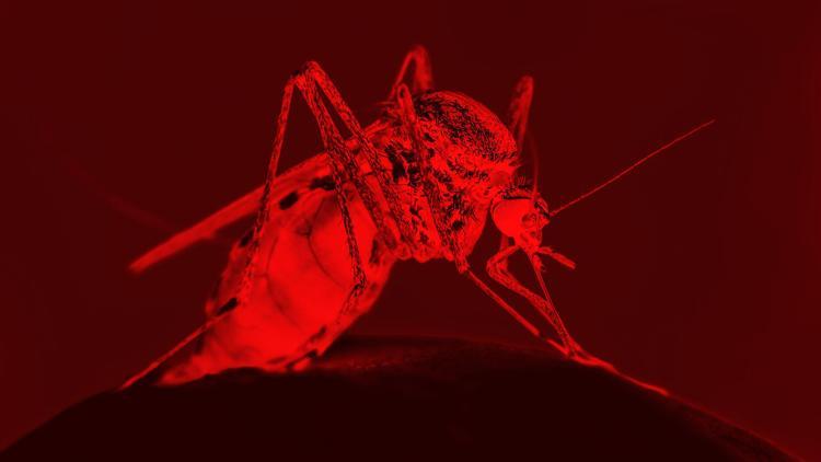 Bir sivrisinek ısırığından ne olur demeyin 8 SORUDA öldürücü Batı Nil virüsü...