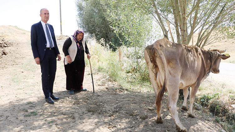 Yeni ineğine kavuştu