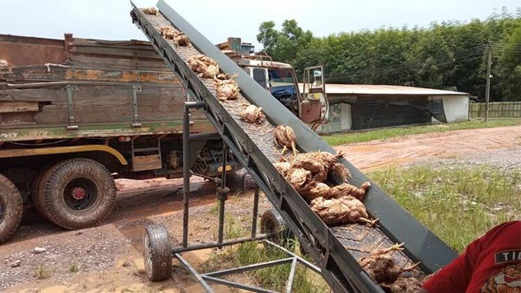 Tayland’daki su baskını felakete yol açtı: 140 bin tavuk telef oldu