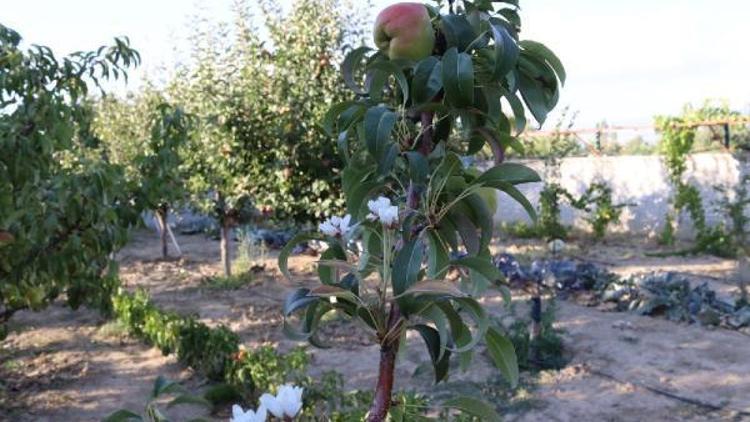 Dalında meyvesi bulunan armut ağacı bir yılda 3 kez çiçek açtı