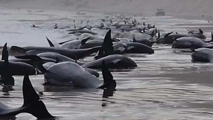 Tazmanya kıyılarına vurmuş 230 balina için kurtarma çalışması başlatıldı