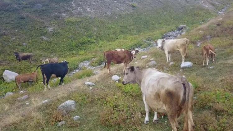 Siste kaybolan hayvanlarını, drone ile buldu