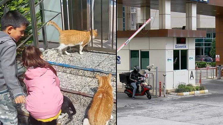 Avcılarda kedi besleyenlere ceza kesildiği iddia edilen sitenin yönetiminden açıklama