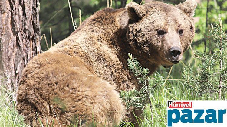 Sarıkamış’ta ‘ormanın hayaleti’nin peşinde...