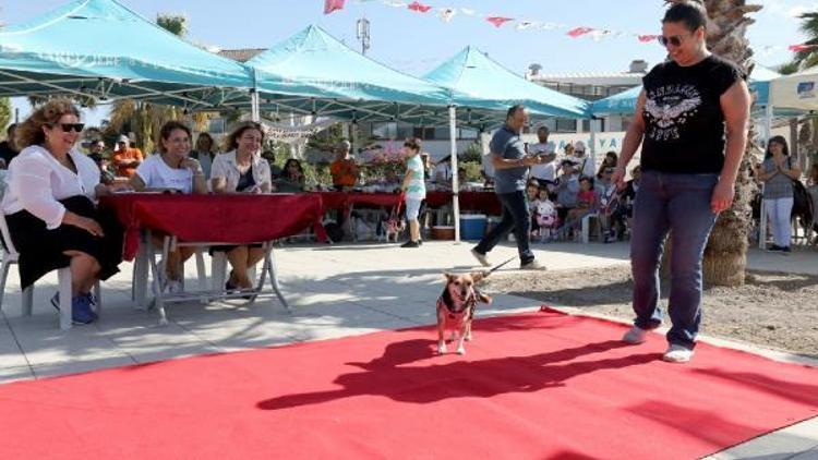 Narlıderede can dostlara özel festival; Pati-Fest