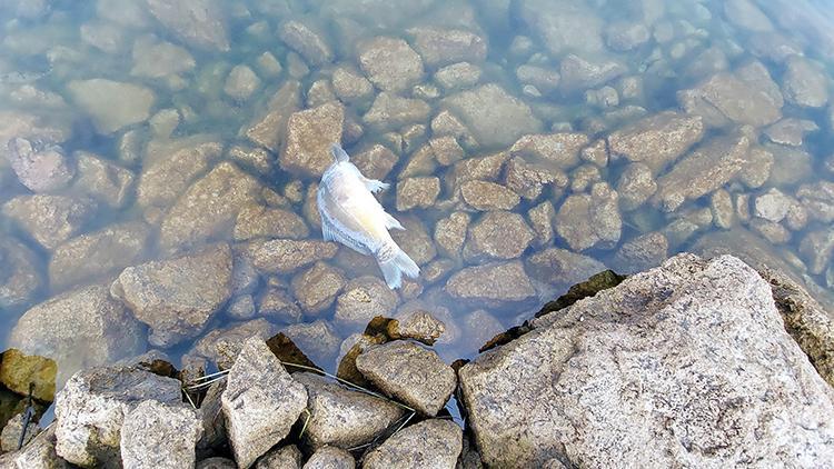 Gölköy Baraj Göletindeki balık ölümlerinde sabotaj iddiasına soruşturma