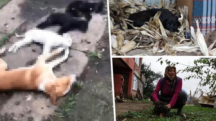 Trabzonda kimyasalla toplu köpek ölümü’ iddiasına soruşturma