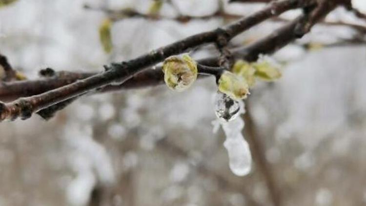 Meteorolojiden Marmara için zirai don uyarısı