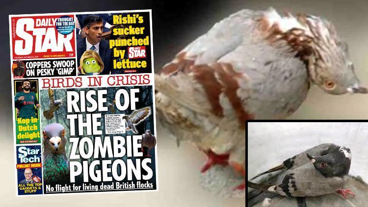 İngiltereyi korkutan gizemli hastalık: Güvercinleri zombiye çevirdi İnsanlara bulaşabilir mi