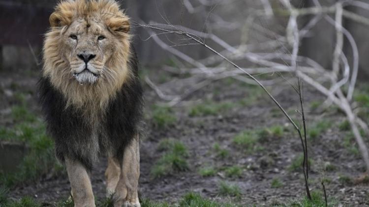 A﻿vustralyada hayvanat bahçesindeki beş aslan, sergilendikleri alandan kaçtı