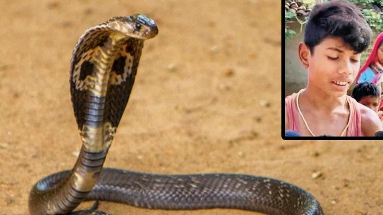Bu sefer tam tersi oldu: Çocuğun ısırdığı kobra yılanı öldü