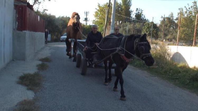 Güreş develeri at arabası ve traktörlerle antrenman yapıyor