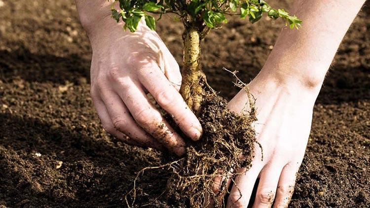 Bakan Kirişcinin fidan davetine diğer bakanlardan destek