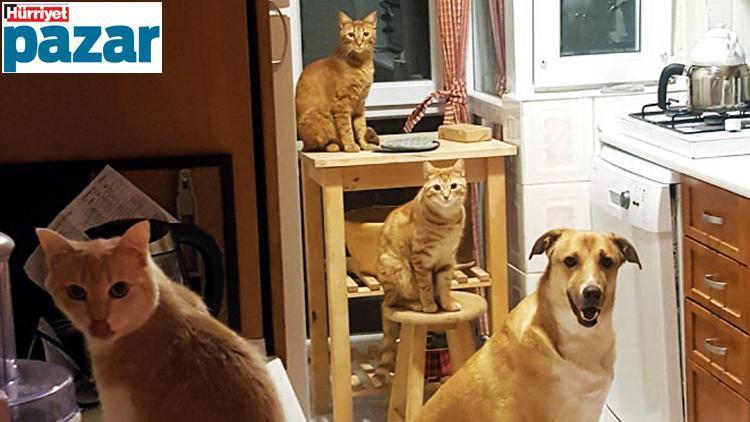 Kedi ve köpek aynı evde  nasıl mutlu mesut yaşar Kim kimin kısmeti