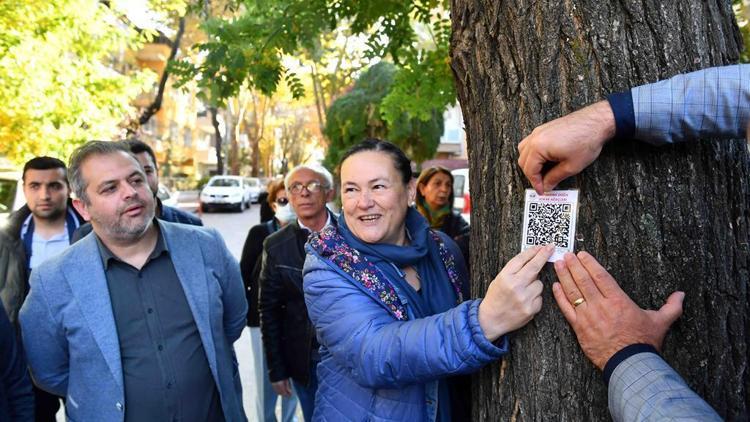 Ağaçlar iklime ne kadar uyumlu