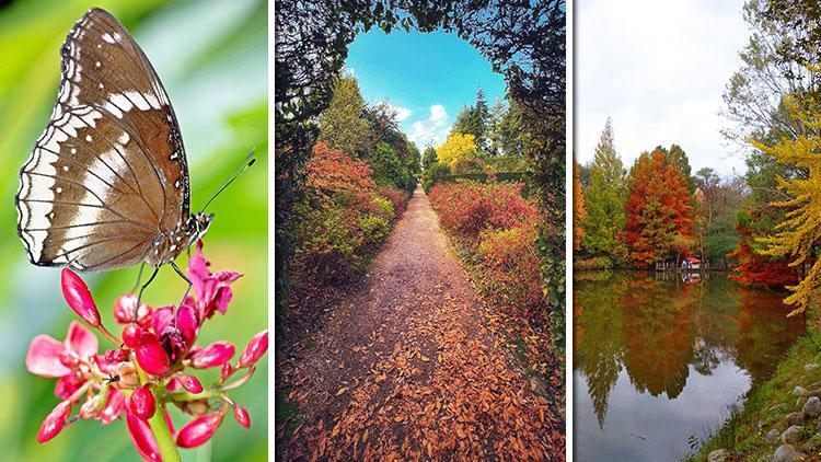 Sonbaharın renkleri: Arboretumlar ve botanik bahçeleri | 6 ŞEHİR 7 ADRES