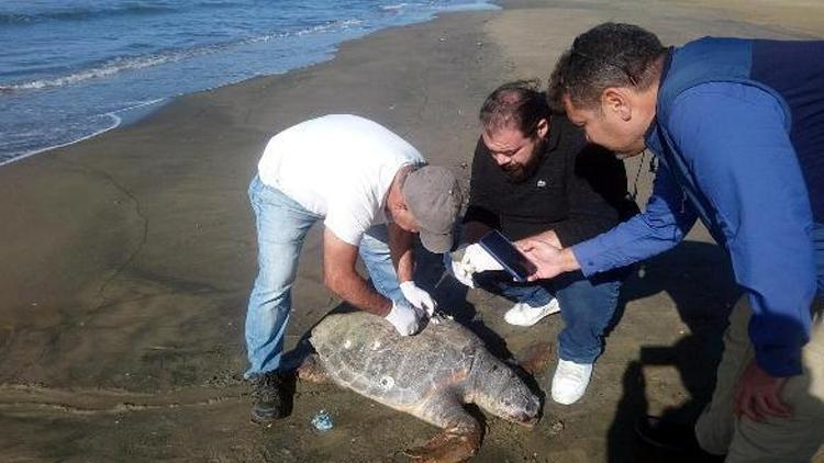 Kuşadasında 4 gün içinde 3 deniz kaplumbağası ölü bulundu