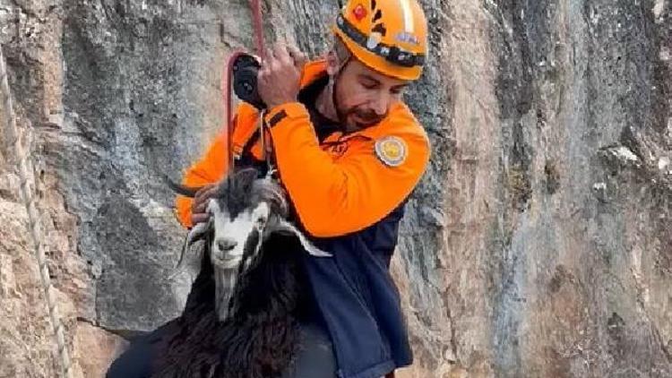 1 hafta kayalıklarda mahsur kalan keçiyi AFAD kurtardı