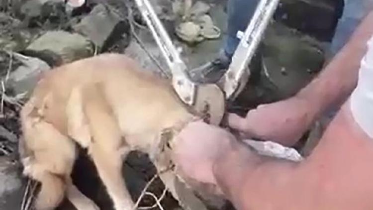 Arıza ekibi, kafası bidona sıkışan köpeği kurtardı