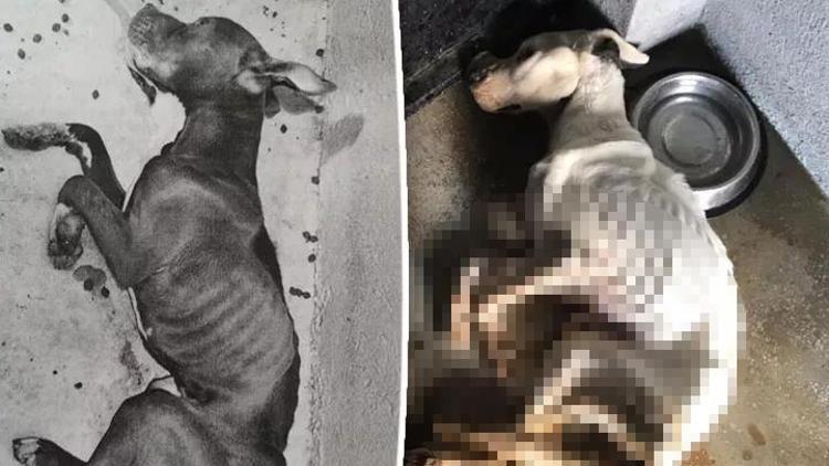 Odunpazarı Belediye Başkanı Kurt: Barınakta bu yıl 134 köpek öldü