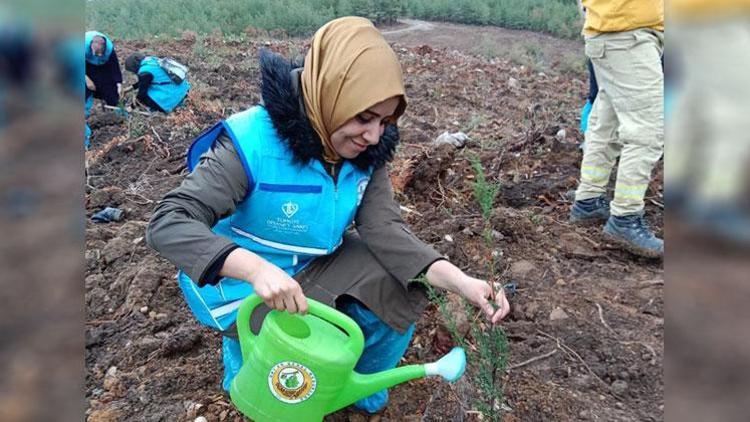 Sümbüller yeniden yeşerecek