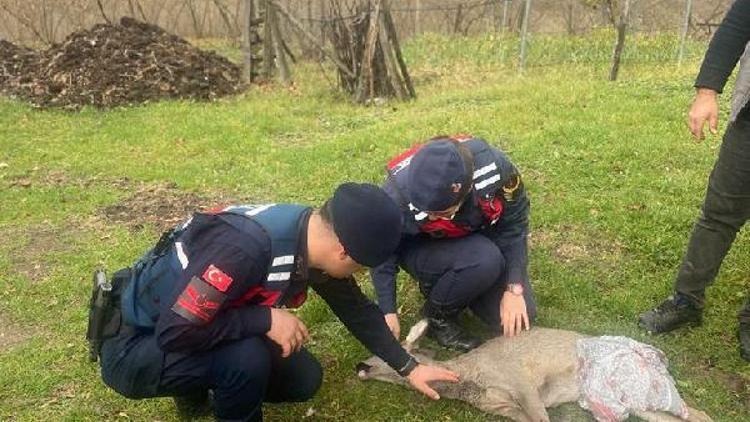 Yaralı karaca tedavi için Ormanyaya götürüldü