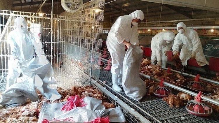 Tayvanda kuş gribi alarmı: 8 bin 599 tavuk itlaf edildi
