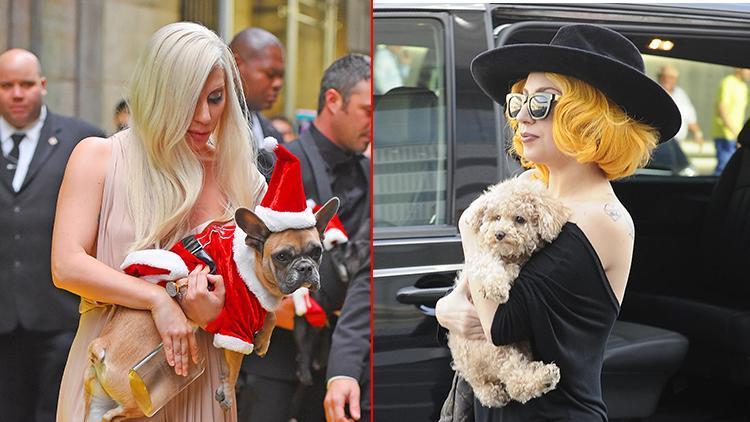 Üstelik gezdiren kişiyi de vurmuştu: Lady Gaganın köpeklerini kaçıran saldırgana 21 yıl hapis cezası