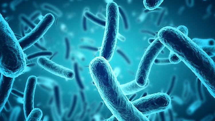 Strep A belirtileri neler, bakteri hangi hastalıklara yol açıyor