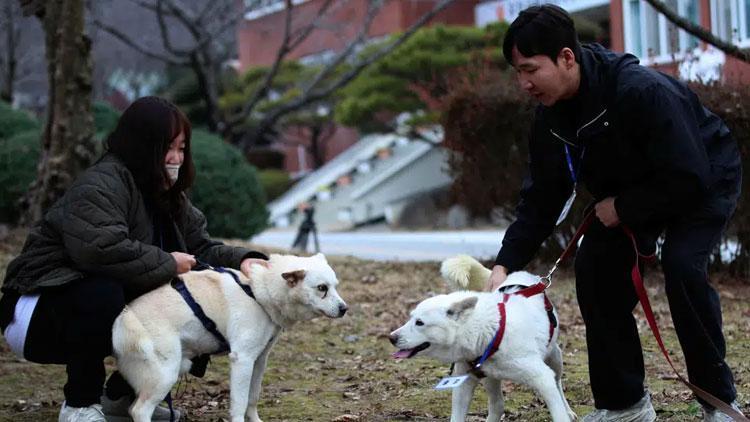 Güney Koredeki köpek krizinde son karar verildi