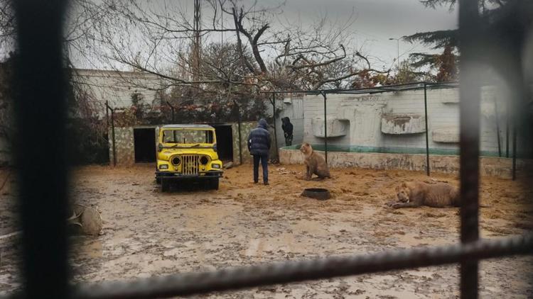 Mahallede aslan paniği