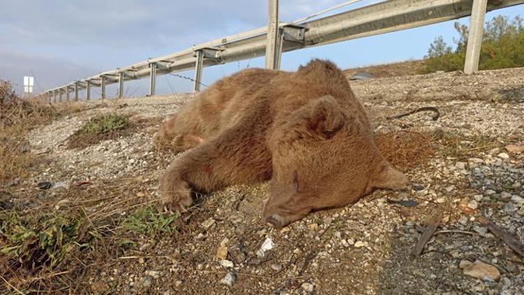 Kastamonuda aracın çarptığı ayı öldü
