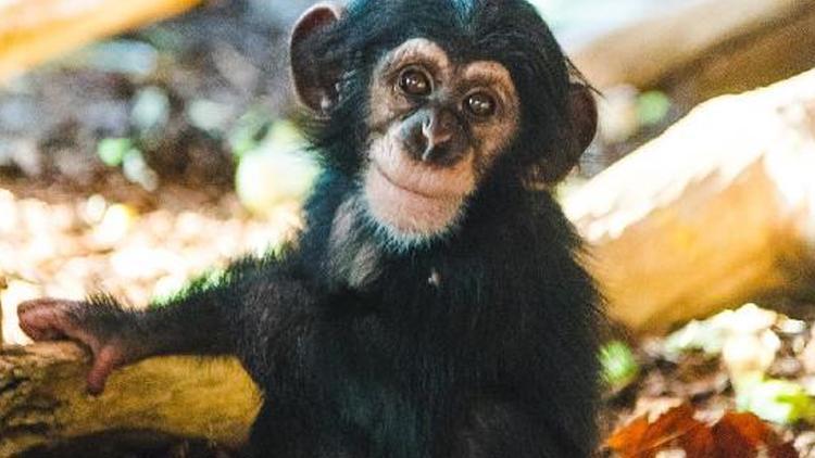 İsveç’te şempanze gerilimi... Hayvanat bahçesi ağır eleştiri altında