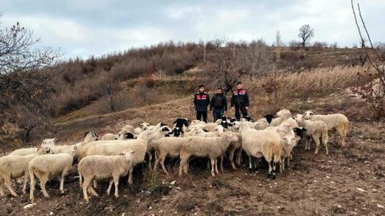 Köşk’te kaybolan 50 koyun, Ödemiş’te bulundu