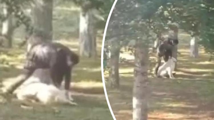 Kayseride parkta köpeğe sopalı- yumruklu işkence Gözaltına alındı