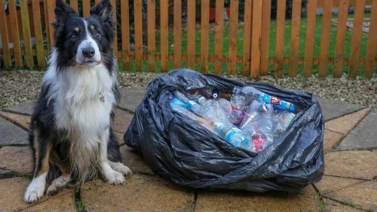 Çevreci köpek Scrufftan örnek davranış: 1000 adet plastik şişe topladı