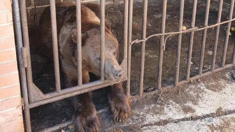 Ukraynada savaştan kurtarılan ayı yeni evine kavuştu...