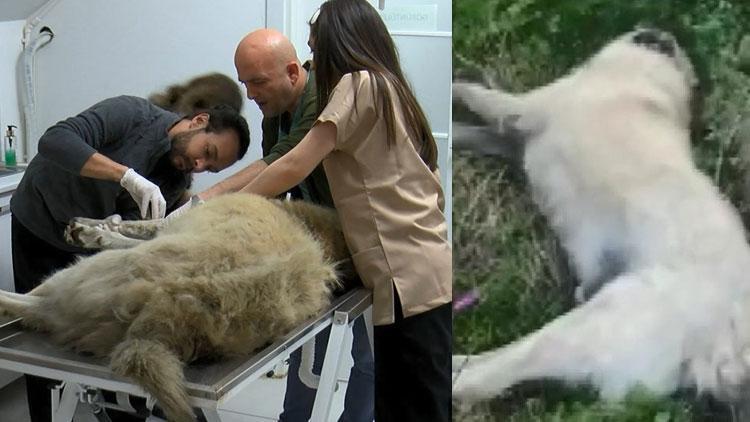 Arnavutköyde zehirlendikleri iddia edilen 2 köpek, yol kenarına terk edildi